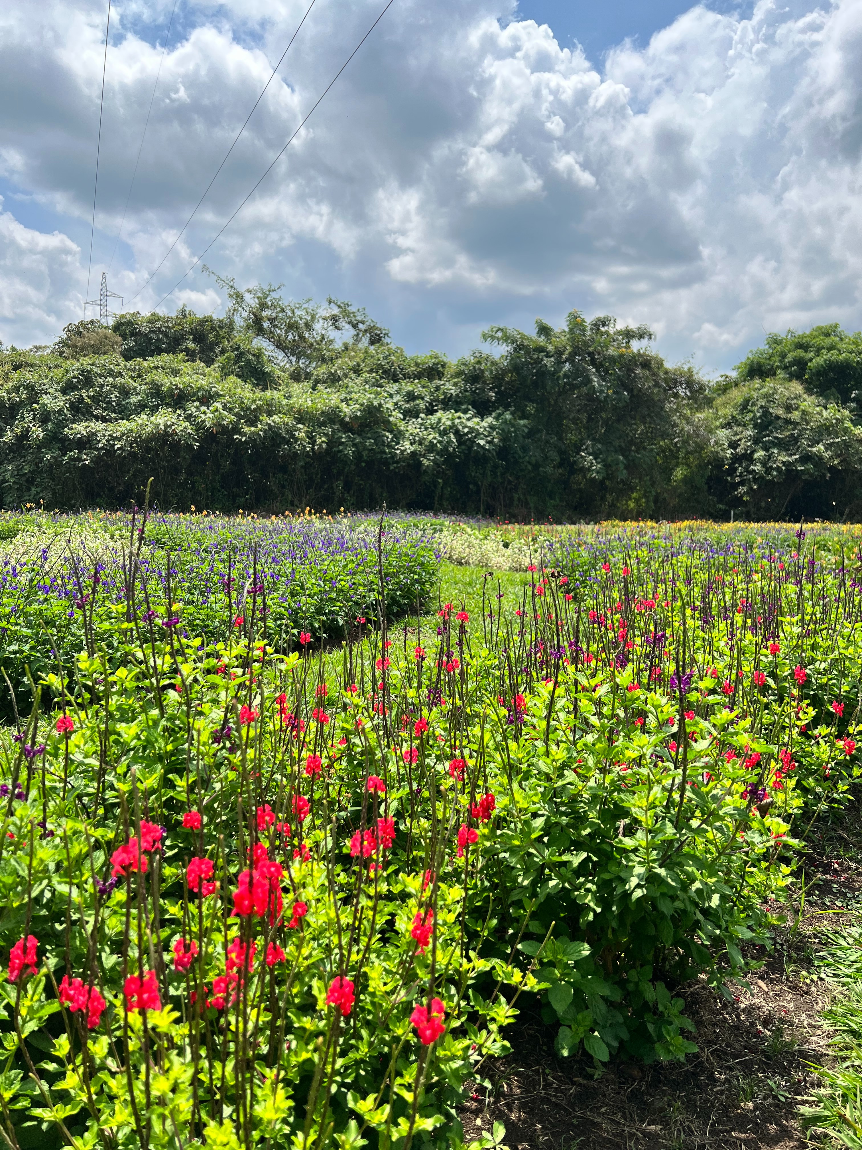 Jardín de polinizadores: El Embudo - Pance, Cali